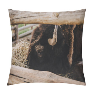 Personality  Close Up Image Of Bison Eating Dry Grass In Corral At Zoo Pillow Covers