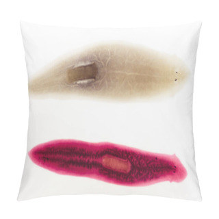 Personality  Fixed Stained Slide - Planaria Pillow Covers