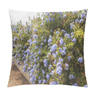 Personality  Blue Flowers Plumbago Auriculata, Cape Leadwort, Blue Jasmine Pillow Covers