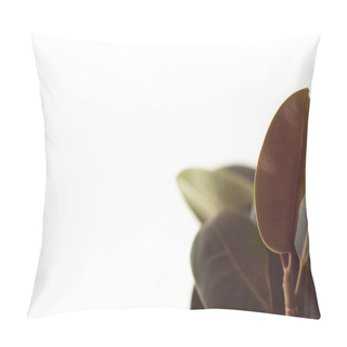 Personality  Green Ficus Leaves With Copy Space Pillow Covers