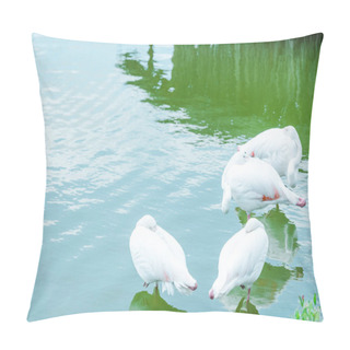Personality  Herons With White Feathers Standing In Pond In Zoo  Pillow Covers