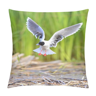 Personality  The Little Gull Larus Minutus Pillow Covers