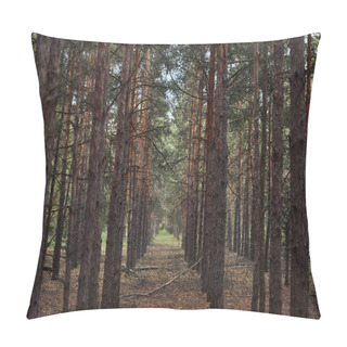 Personality  Forest With Tall Pine Textured Trees In Rows Pillow Covers