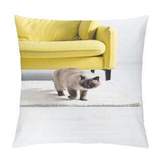 Personality  Siamese Cat Looking Away, While Standing On White Carpet Near Sofa At Home On Blurred Background Pillow Covers