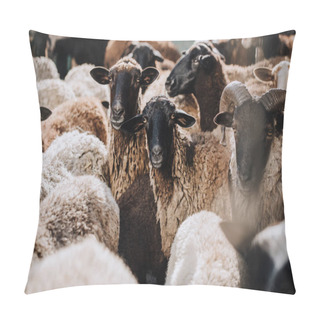 Personality  Close Up View Of Herd Of Brown Sheep Grazing In Corral At Farm  Pillow Covers