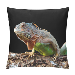 Personality  Iguana With Colorful Close Up Pillow Covers