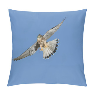 Personality  European Sparrowhawk, Accipiter Nisus, Adult In Flight Against Blue Sky, Normandy   Pillow Covers