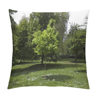 Personality  Small Tree In The Park Pillow Covers
