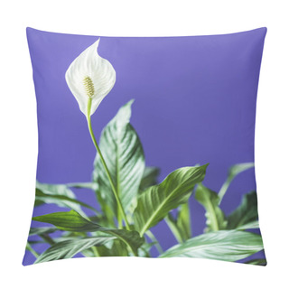 Personality  Close Up View Of White Spathiphyllum With Green Leaves Isolated On Purple Background Pillow Covers
