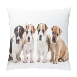 Personality  Four Jack Russel Pups Pillow Covers