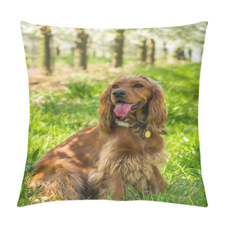 Personality  English Cocker Spaniel In The Fruit Garden Pillow Covers