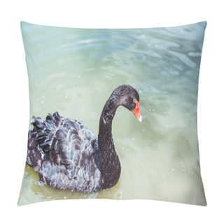 Personality  Close-up Shot Of Beautiful Black Swan Swimming In Blue Pond Pillow Covers