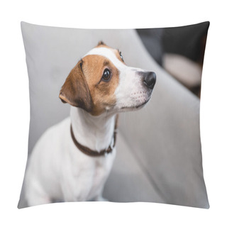 Personality  Jack Russell Terrier On Blurred Couch At Home  Pillow Covers