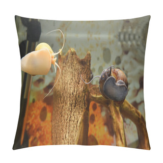 Personality  Beautiful Snails In The Aquarium Pillow Covers