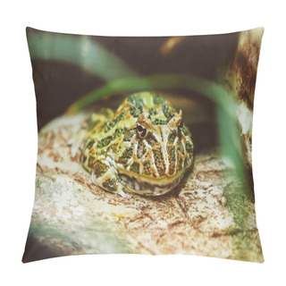 Personality  Argentine Horned Frog In Zoo. Ceratophrys Ornata. Pillow Covers