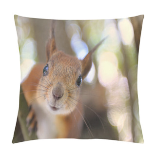 Personality  Squirell Pillow Covers