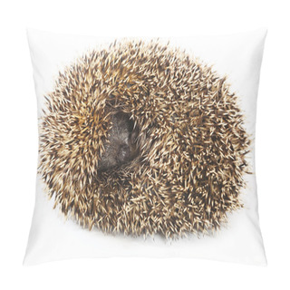 Personality  Hedgehog Pillow Covers