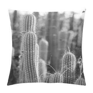 Personality  Cactus Field Black And White Pillow Covers
