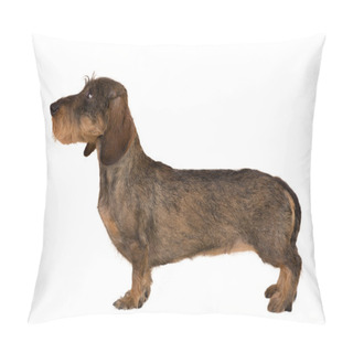 Personality  Isolated Female Portrait Of Brown Dachshund Pillow Covers