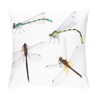 Personality  Four Color Dragonflies On White Background Pillow Covers