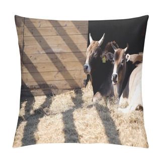 Personality  Wild Bulls Eating Hay And Lying Near Wooden Fence In Zoo Pillow Covers