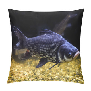 Personality  Siamese Giant Carp, Giant Barb Fish Pillow Covers