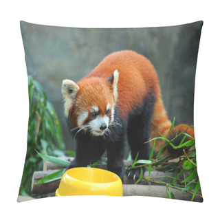 Personality  Red Panda Pillow Covers