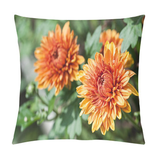 Personality  Orange Calendula Flower Close-up Pillow Covers