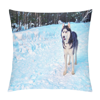 Personality  Siberian Husky Dog Black And White Colour With Blue Eyes In Winter Forest. Copy Space. Pillow Covers
