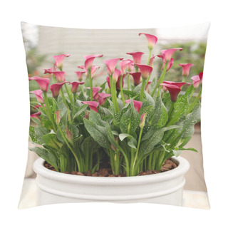 Personality  A Huge Lush Bush Of Blooming Calla Lilies In A Flower Pot. Zantedeschia Aethiopica. Indoor Floriculture. Pillow Covers