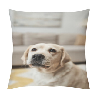 Personality  Domestic Animal Portrait, Adorable Labrador Dog Looking At Camera In Living Room In Modern Apartment Pillow Covers