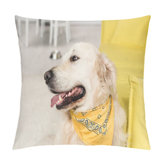 Personality  Cute Golden Retriever In Bright Neckerchief Looking Away In Apartment  Pillow Covers
