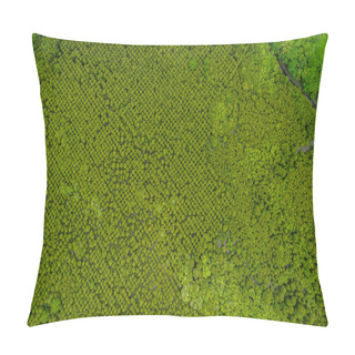 Personality  Aerial View Or Top View Of Forest Mangroves In Tung Prong Thong Or Golden Mangrove Field At Estuary Pra Sae, Rayong, Thailand Pillow Covers