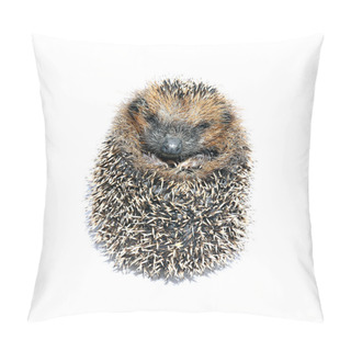 Personality  Forest Hedgehog Lying Pillow Covers