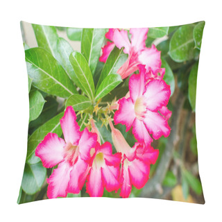 Personality  Desert Rose Impala Lily Mock Azalea Flower Pillow Covers