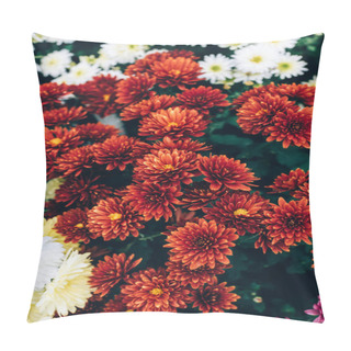 Personality  Selective Focus Of Beautiful Red Chrysanthemums Background Pillow Covers