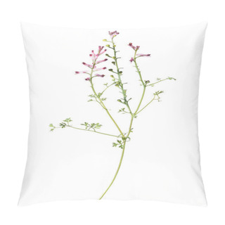 Personality  Common Fumitory Plant Isolated On White Pillow Covers