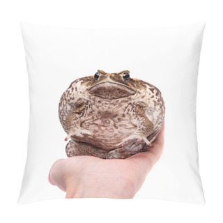 Personality  Cane Or Giant Neotropical Toad On White Pillow Covers