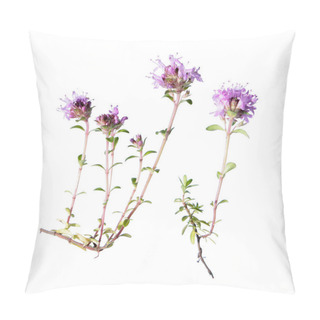Personality  Wild Thyme Isolated On White Background Pillow Covers