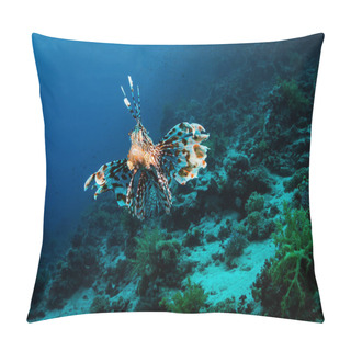 Personality  Red Lionfish Hunting On Coral Reef In Red Sea, Egypt Pillow Covers