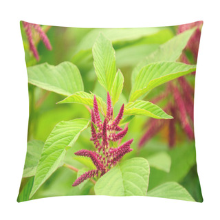 Personality  Amaranth (Love-Lies-Bleeding) On Flower Bed Pillow Covers
