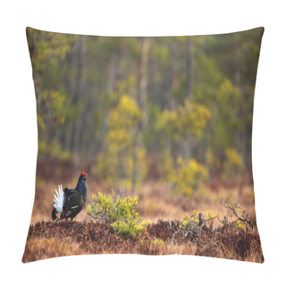 Personality  Black Grouse In Marshland Pillow Covers