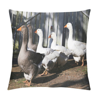 Personality  A Flock Of Domestic White Geese Walk Across A Rural Poultry Yard Pillow Covers