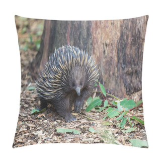 Personality  Wild Short-beaked Echidna, Tachyglossus Aculeatus, Walking In The Eucalyptus Forest. Australia. Pillow Covers