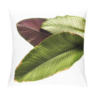 Personality  Calathea Ornata (Pin-stripe Calathea), Tropical Foliage Plant Leaves Isolated On White  Background, With Clipping Path Pillow Covers