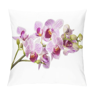 Personality  Orchidea Phalaenopsis Pillow Covers