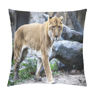 Personality  Big Liger For A Walk In The Zoo Aviary. Ligr. A Hybrid Of A Lion And A Tiger. A Large Male Ligra Pillow Covers