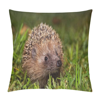 Personality  A European Hedgehog, Erinaceus Europaeus, On A Meadow.  Pillow Covers
