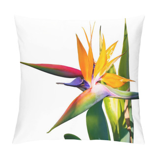 Personality  Closeup View Of Beautiful Exotic Flower, Bird Of Paradise Isolated On White Background Pillow Covers