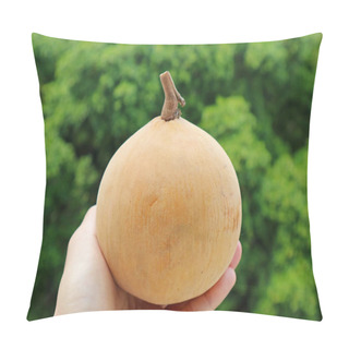 Personality  Hand Holding A Fresh Ripe Santol Or Cotton Fruit Against Green Foliage Pillow Covers